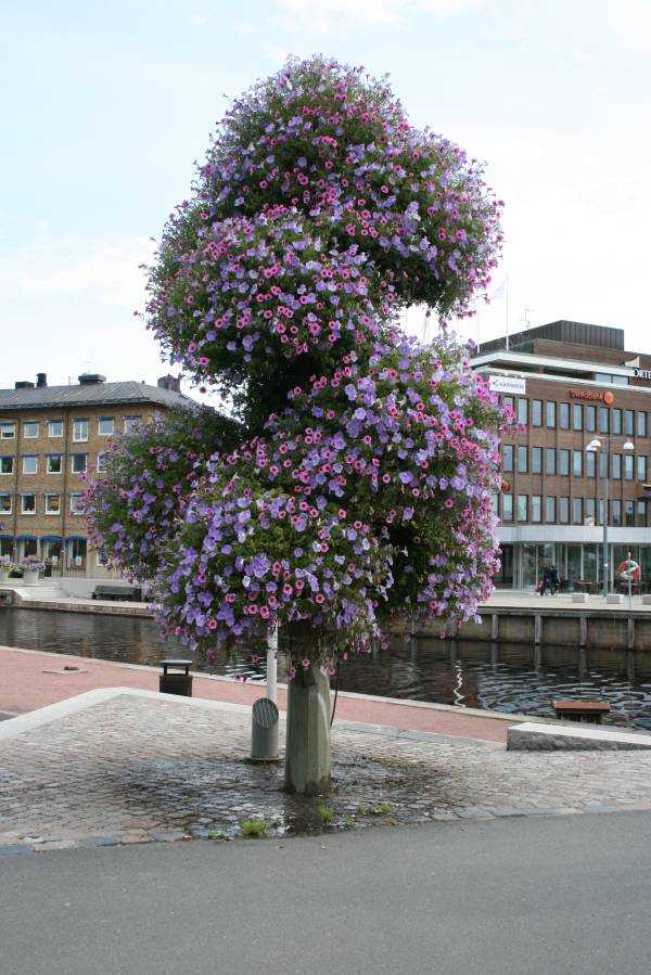 Jönköping’teki çiçek ağacı