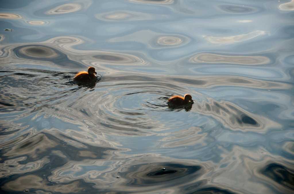 Garda Gölünün ördek yavruları...