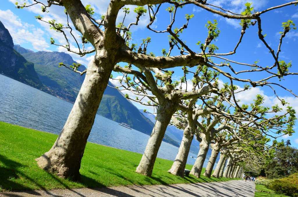 I Giardini di Villa Melzi - Göl kıyısındaki ağaçlı koridor…