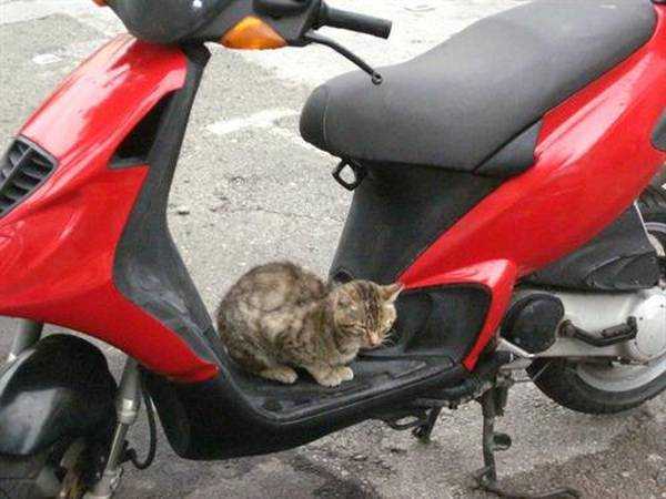 Kos'un motorcu kedileri