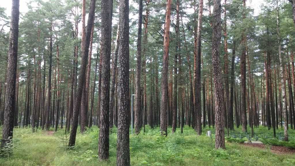 Dizntari Orman Parkı  Jurmala Letonya